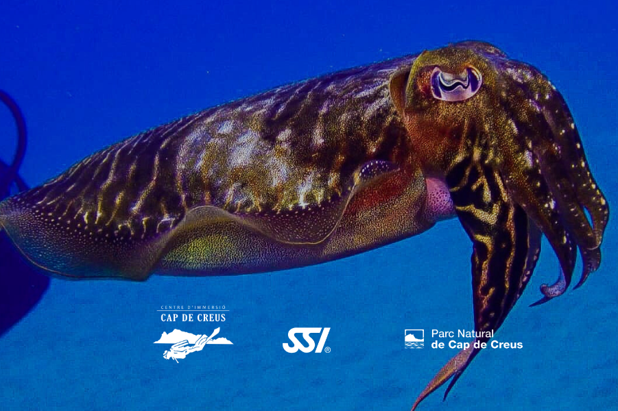 Marine Ecology