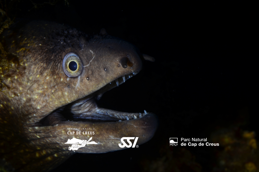 Night Diving