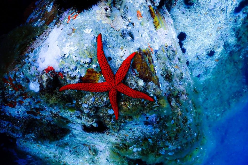 Estrella de mar del Cap de Creus sobre un fons de roca