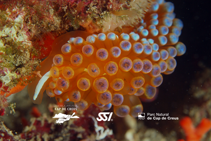 Science of Diving