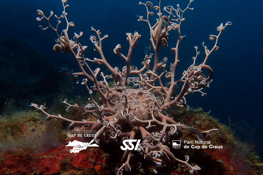 Deep Diving